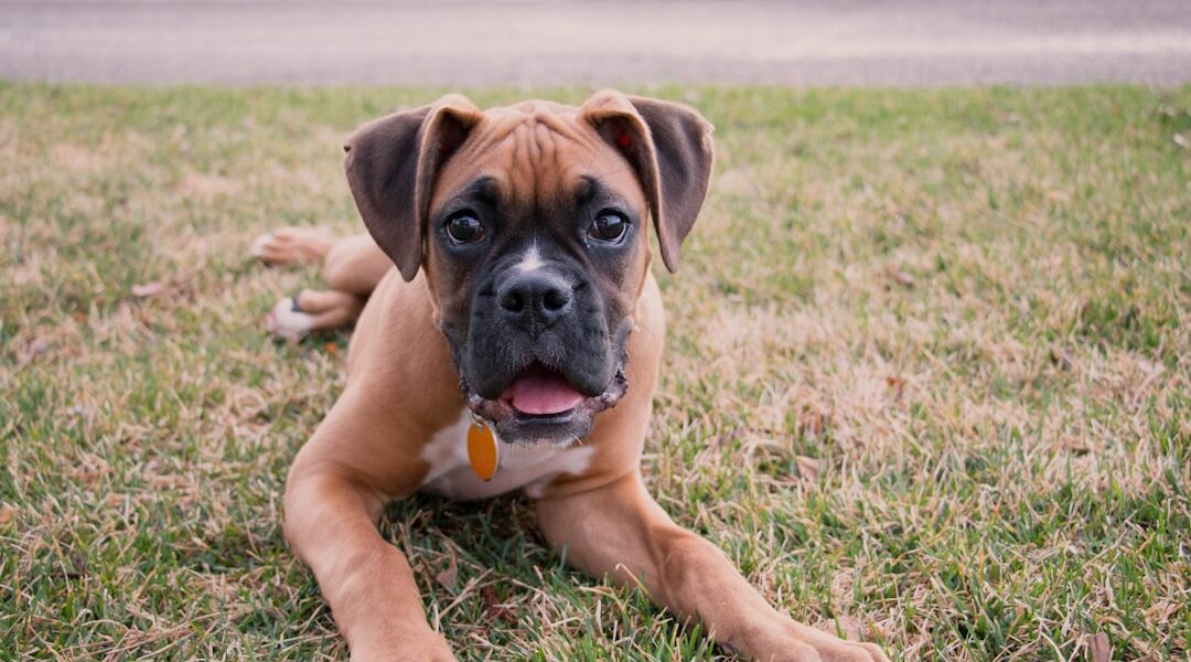 Photo Boxer dog