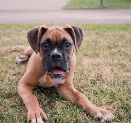 Photo Boxer dog