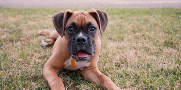 Photo Boxer dog