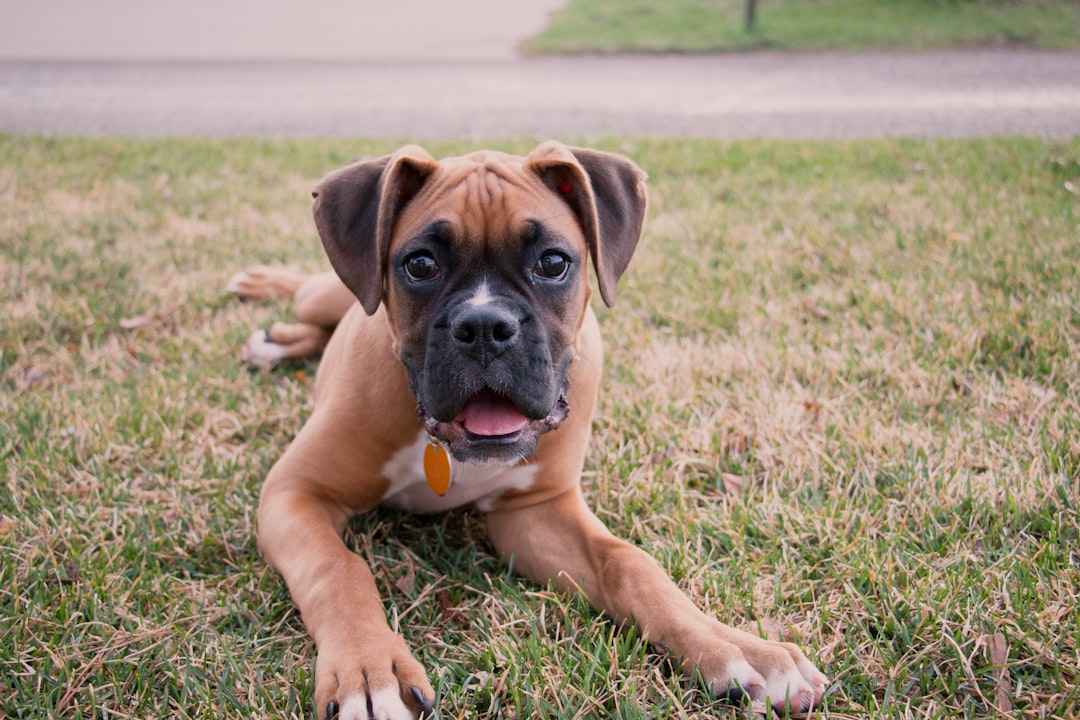 Photo Boxer dog